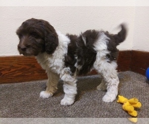 Labradoodle Litter for sale in ALAMOSA, CO, USA