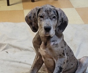 Great Dane Litter for sale in WYOMING, PA, USA