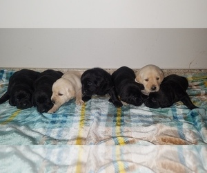 Labrador Retriever Litter for sale in CATO, NY, USA