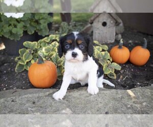 Cavalier King Charles Spaniel Litter for sale in SUGARCREEK, OH, USA