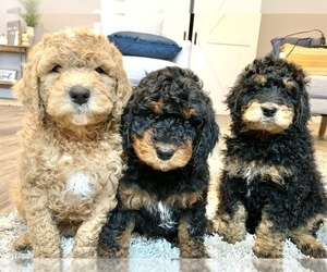 Miniature Bernedoodle Litter for sale in MORRIS, MN, USA