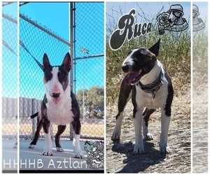 Bull Terrier Litter for sale in POMONA, CA, USA