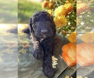 Labradoodle Litter for sale in PINEVILLE, KY, USA