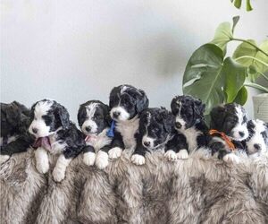 Bernedoodle Litter for sale in MAYPEARL, TX, USA