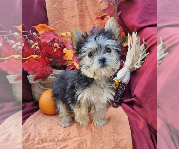 Medium Photo #1 Morkie Puppy For Sale in LAKE, MI, USA