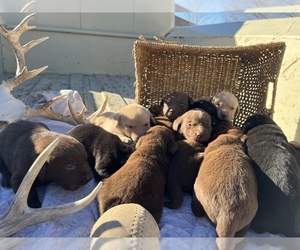 Labrador Retriever Litter for sale in SABETHA, KS, USA