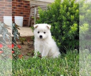 American Eskimo Dog Litter for sale in FRYTOWN, IA, USA
