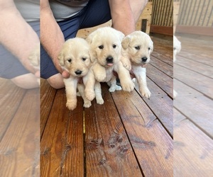 Golden Pyrenees Litter for sale in CLE ELUM, WA, USA