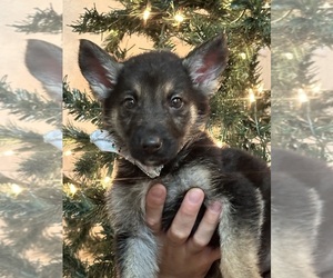 German Shepherd Dog Litter for sale in EL PASO, TX, USA