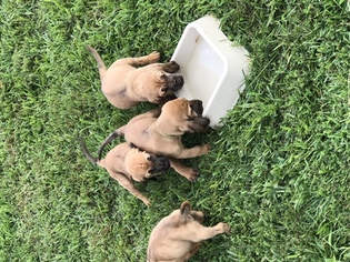 Bloodhound Litter for sale in OTISCO, IN, USA