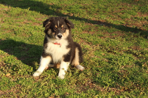 Medium Photo #1 Miniature Australian Shepherd Puppy For Sale in HAMPTON, GA, USA