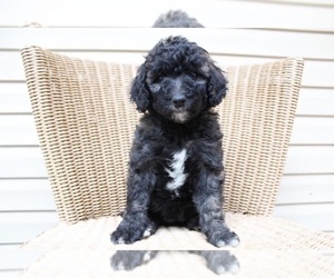 Sheepadoodle Litter for sale in STACY, MN, USA