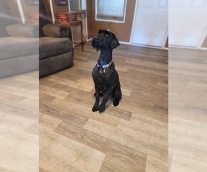 Great Dane-Schnauzer (Giant) Mix Litter for sale in SHALLOWATER, TX, USA