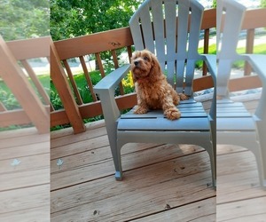 Cavapoo Litter for sale in SHIPSHEWANA, IN, USA