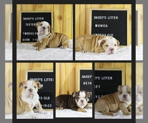 English Bulldog Litter for sale in PINE VILLAGE, IN, USA