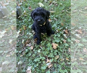 Schnoodle (Giant) Litter for sale in MANSFIELD, OH, USA