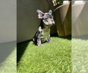 French Bulldog Litter for sale in LOS ANGELES, CA, USA