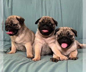 American Lo-Sze Pugg Litter for sale in PONDER, TX, USA