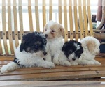 Small Photo #1 Poodle (Toy) Puppy For Sale in FRYTOWN, IA, USA