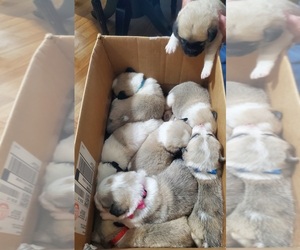Great Pyrenees Litter for sale in AGRA, OK, USA