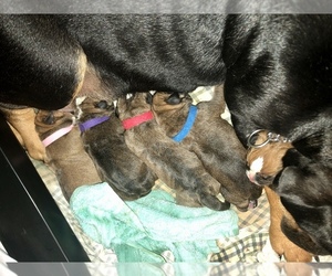 Olde English Bulldogge Litter for sale in BOERNE, TX, USA