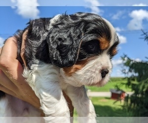 Cavalier King Charles Spaniel Litter for sale in WOOSTER, OH, USA