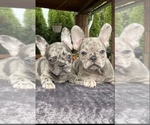 Small Photo #1 French Bulldog Puppy For Sale in KENNESAW, GA, USA