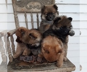 Pomeranian Litter for sale in SELINSGROVE, PA, USA