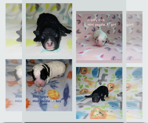 Poodle (Miniature) Litter for sale in INDEPENDENCE, MO, USA