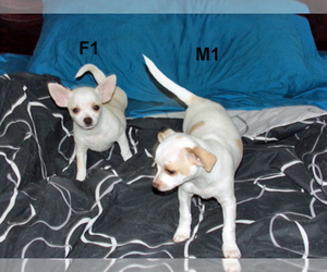 Chihuahua Litter for sale in BELLE FOURCHE, SD, USA
