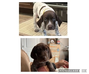 German Shorthaired Pointer Litter for sale in NEWBERRY, FL, USA
