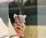 Small French Bulldog