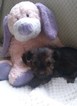 Small Photo #1 Shorkie Tzu-Yorkshire Terrier Mix Puppy For Sale in BELLEVILLE, PA, USA