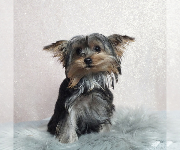 Medium Photo #1 Yorkshire Terrier Puppy For Sale in NAPPANEE, IN, USA