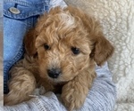 Small Photo #1 Cavapoo Puppy For Sale in RUDD, IA, USA
