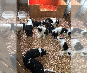 Sheepadoodle Litter for sale in ALDRICH, MO, USA