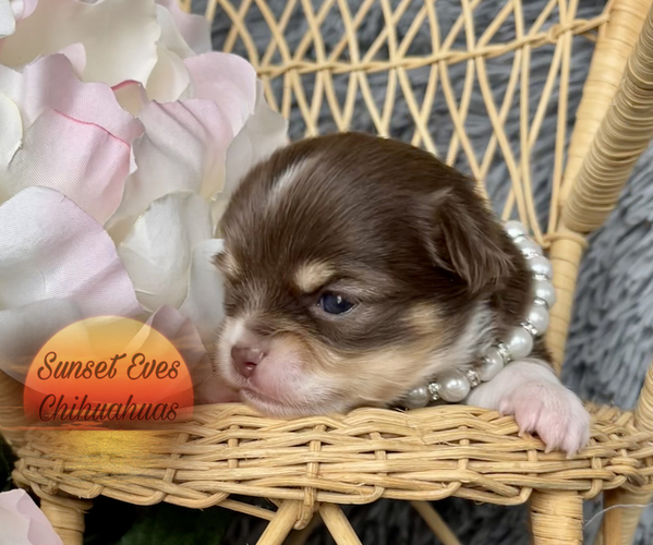 Medium Photo #1 Chihuahua Puppy For Sale in OAKWOOD, GA, USA