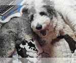 Small Sheepadoodle