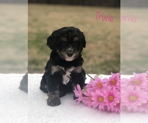 Bernedoodle-Poodle (Miniature) Mix Litter for sale in WOODBURY, TN, USA