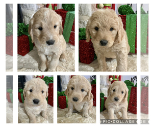 Goldendoodle Litter for sale in WAXAHACHIE, TX, USA
