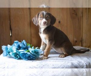 Australian Shepherd-Beagle Mix Litter for sale in FRESNO, OH, USA