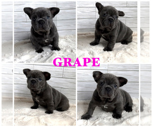 French Bulldog Litter for sale in CERES, CA, USA