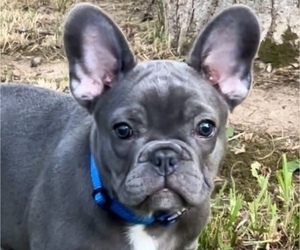 French Bulldog Litter for sale in GEORGETOWN, KY, USA