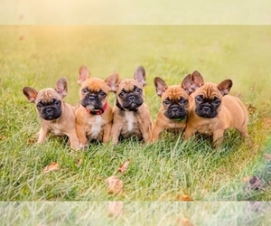 French Bulldog Litter for sale in BETHEL PARK, PA, USA