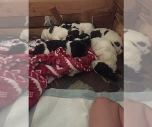 English Springer Spaniel Litter for sale in CRESCENT CITY, CA, USA