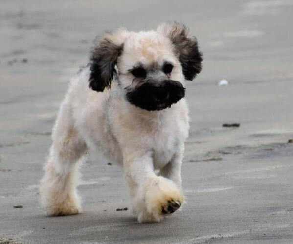 Medium Photo #1 Maltipoo-Shih Tzu Mix Puppy For Sale in SAN DIEGO, CA, USA