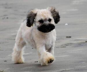 Medium Maltipoo-Shih Tzu Mix