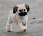 Small Photo #1 Maltipoo-Shih Tzu Mix Puppy For Sale in SAN DIEGO, CA, USA