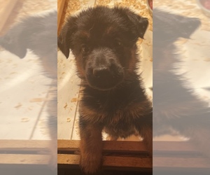 German Shepherd Dog Litter for sale in BURLINGTON, CT, USA