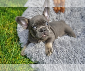 French Bulldog Litter for sale in CLINTON, MD, USA
